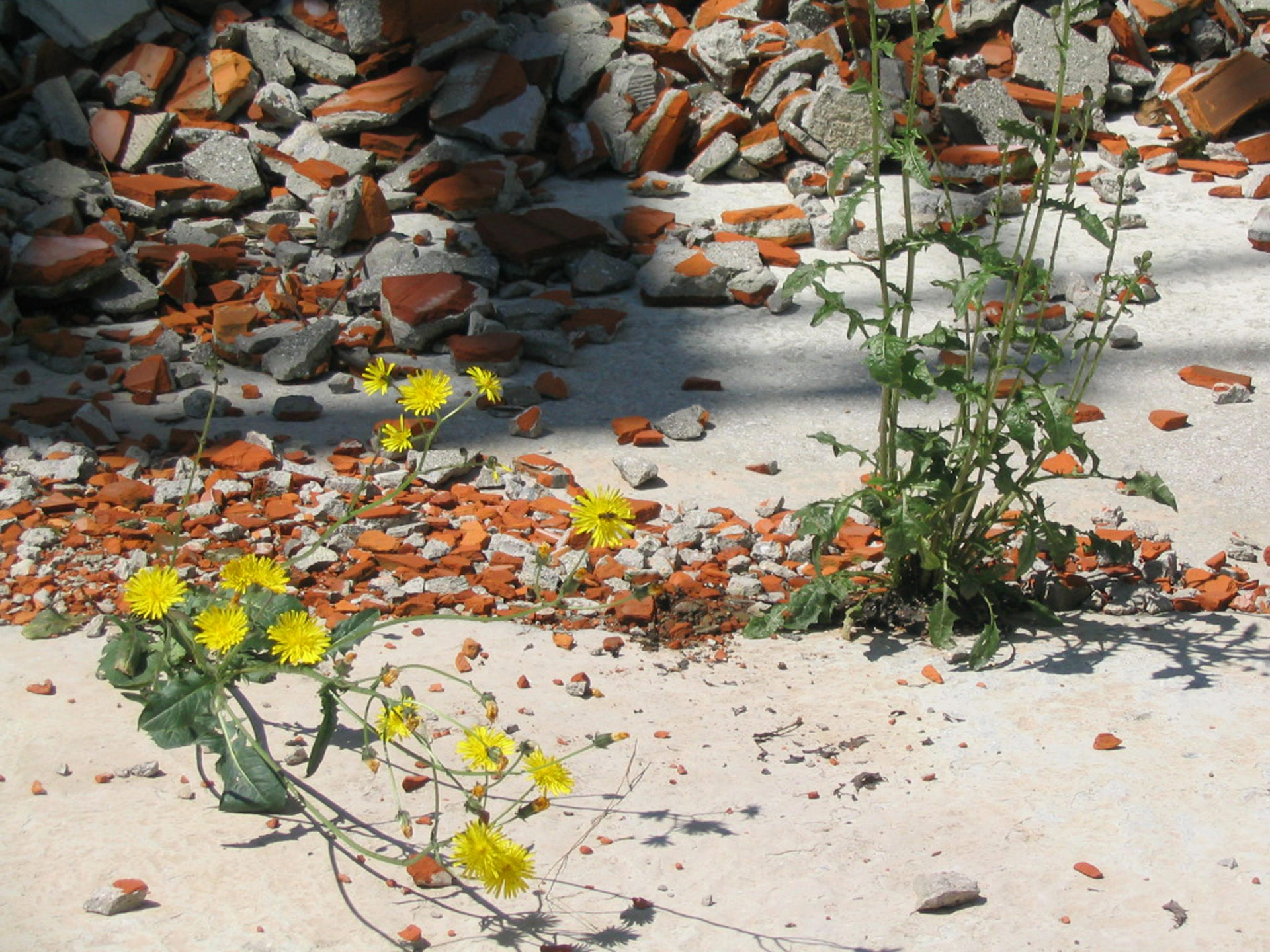 città dimenticata